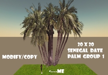 20x20 Senegal Date Palm Tree Group 1