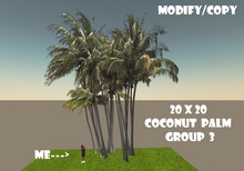 20x20 Coconut Palm Tree Group 3