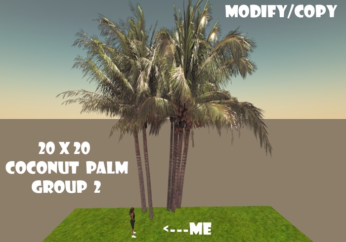 20x20 Coconut Palm Tree Group 2