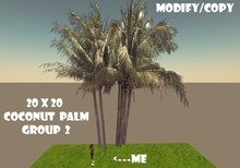 20x20 Coconut Palm Tree Group 2