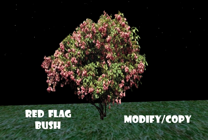 Red Flag Bush (Flexi)