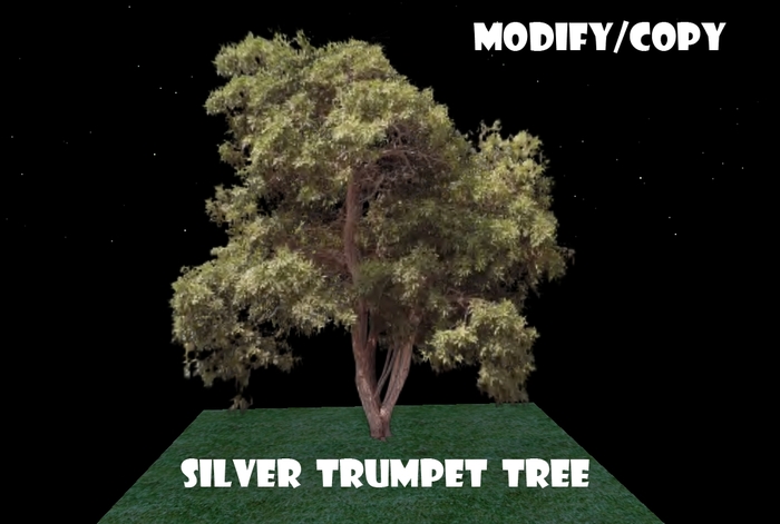 Silver Trumpet Tree (Flexi)
