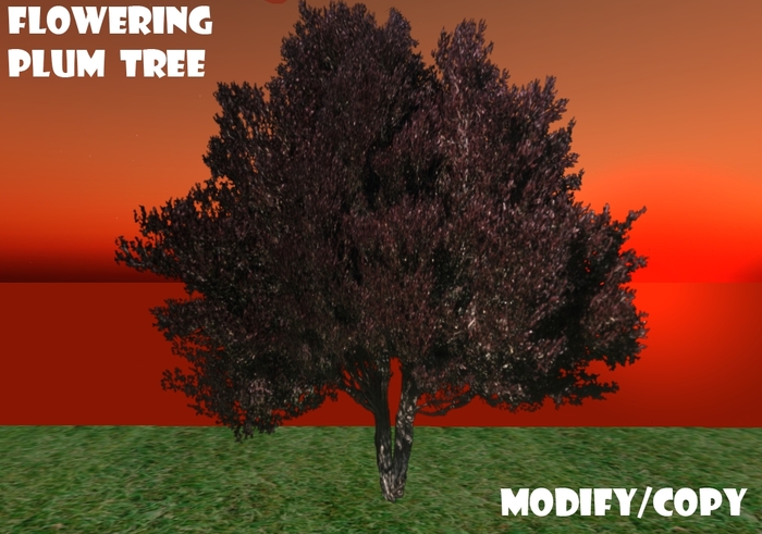 Flowering Plum Tree (Flexi)
