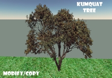 Kumquat Tree (Flexi)