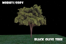 Black Olive Tree (Flexi)
