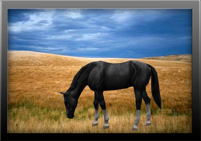 Horse on the pasture. photo, Animal Photographie