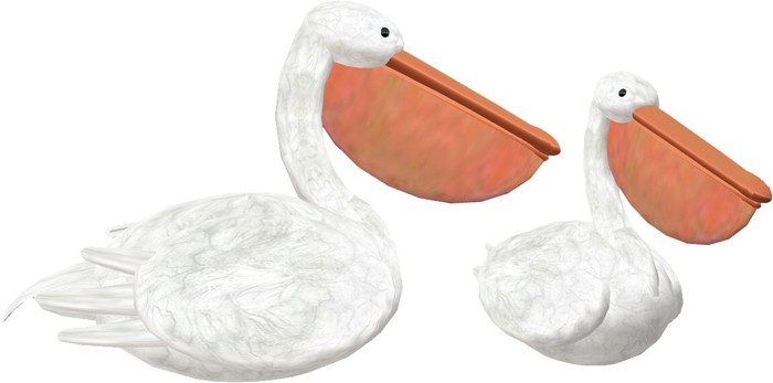Pelican, swimming and unscripted version