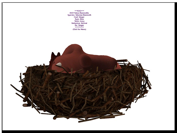 Yukas Coat: Ginger Eyes: Blue Tusks: Ivory Fur: Ginger