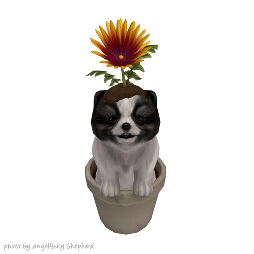 JIAN PeeWee Puffs :: Flower Bi-Color BOX