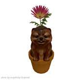 JIAN PeeWee Puffs :: Flower Sable BOX