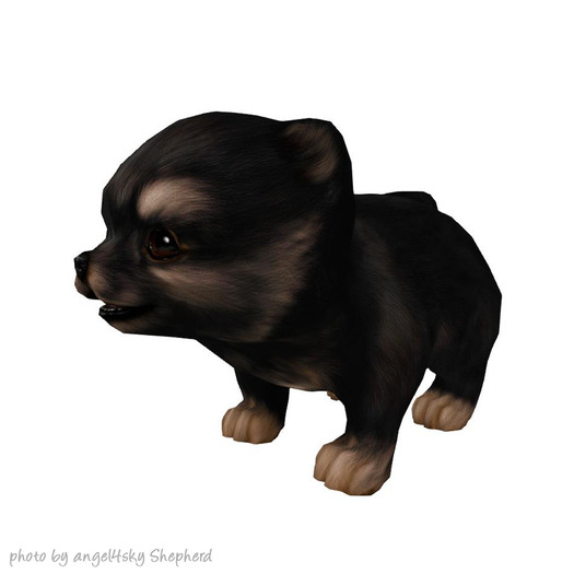 JIAN PeeWee Puffs :: Wanderer Black BOX