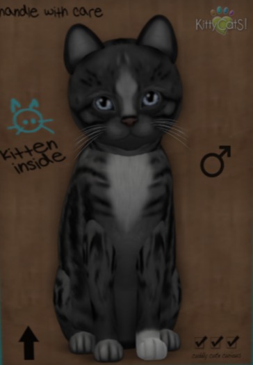 KittyCatS Box - New Born Kitten