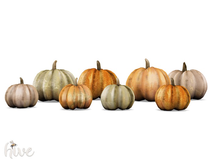 hive // fall pumpkins