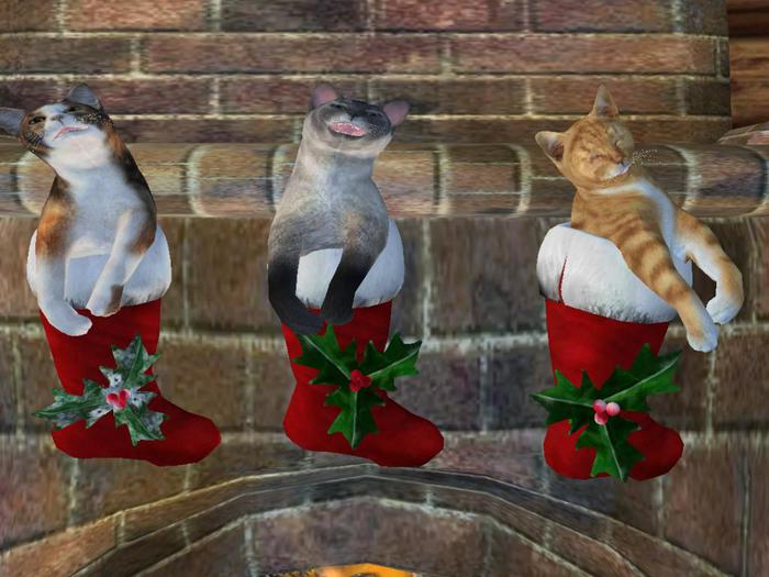 *Xtal* We Three Kitties In Stockings!
