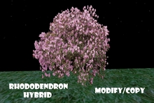 Rhododendron Bush Hybrid (Flexi)