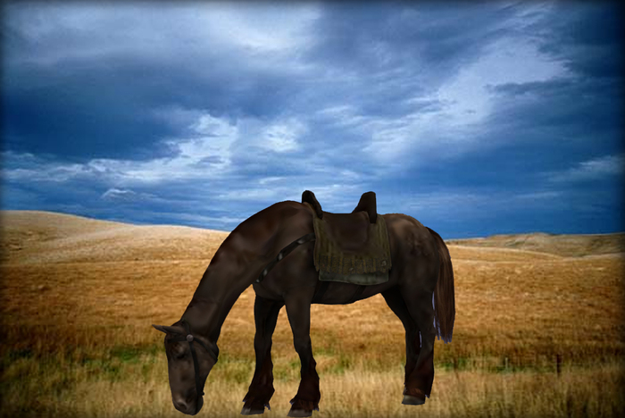 Riding horse on the meadow.