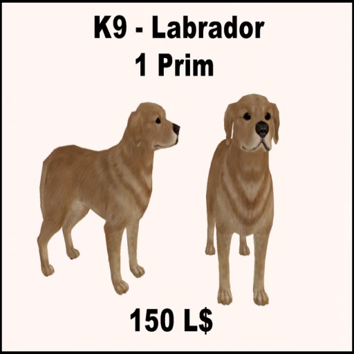 k9 Labrador