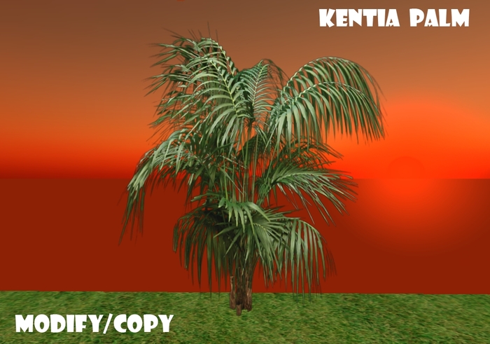 Kentia Palm (Flexi)