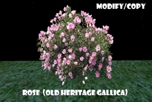 Rose Bush (Old Heritage Gallica) (Flexi)
