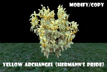 Yellow Archangel (Hermann's Pride) (Flexi)