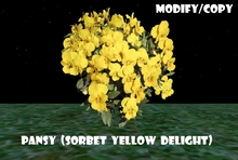 Pansy (Sorbet Yellow Delight) (Flexi)