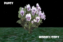 Pansy (Flexi)