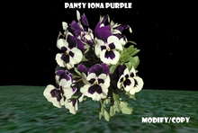 Pansy (Iona Purple) (Flexi)
