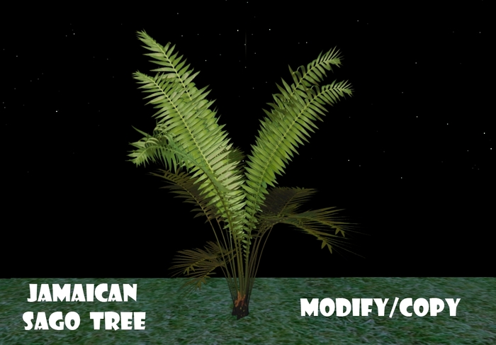 Jamaican Sago Tree (Flexi)