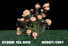Hybrid Tea Rose Bush (Flexi)