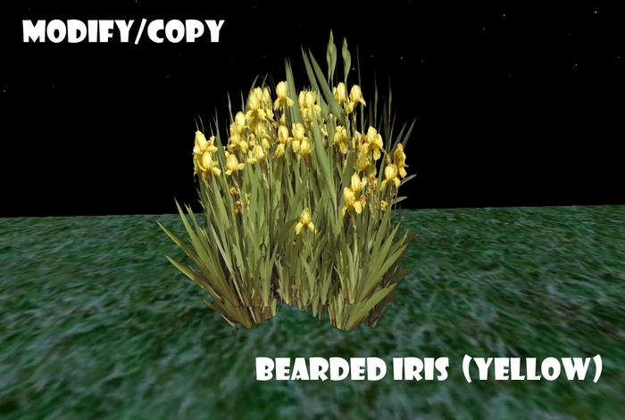 Bearded Iris (Yellow)(Flexi)