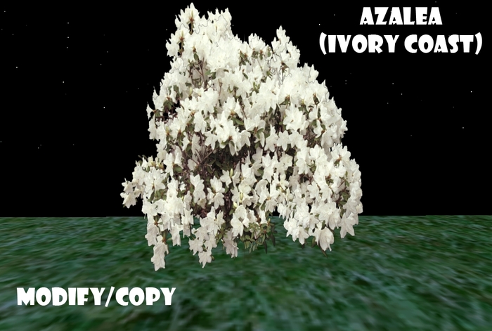Azalea (Ivory Coast) (Flexi)