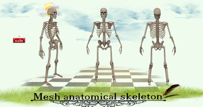Mesh anatomical skeleton(modify&trasfert) v. 1
