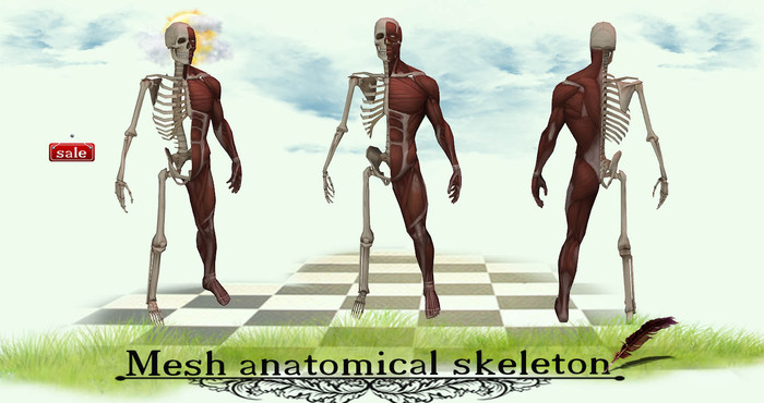 Mesh anatomical skeleton(modify&trasfert) v. 2