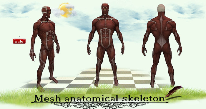 Mesh anatomical skeleton(modify&trasfert) v. 3