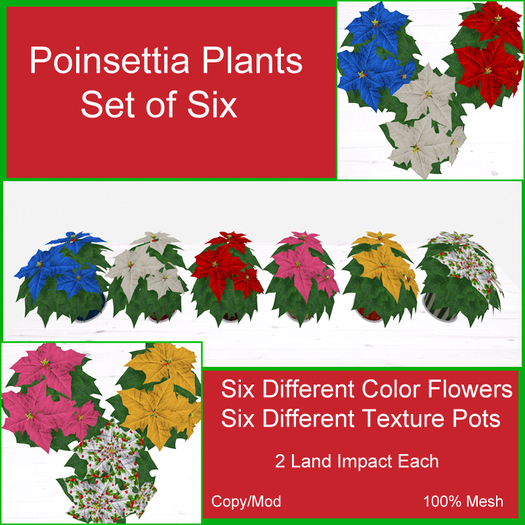 Poinsettia Plant Set BOXED
