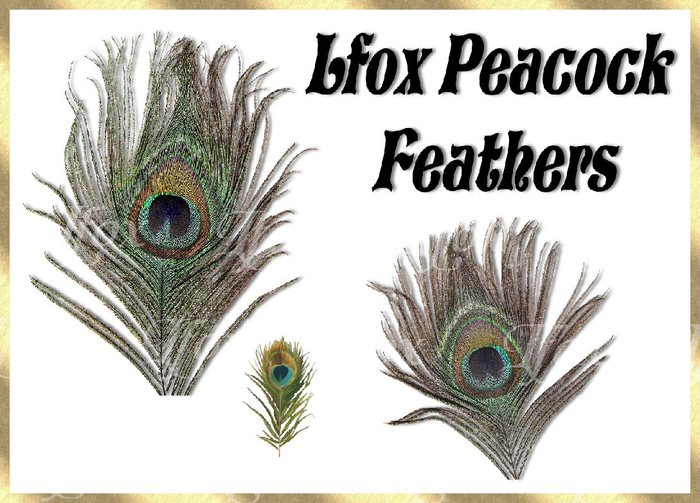 lfox Peacock Feathers (boxed)