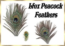 lfox Peacock Feathers (boxed)