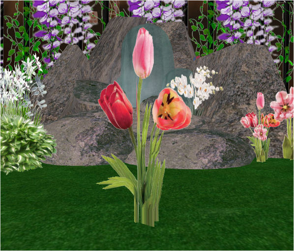 Tulips1