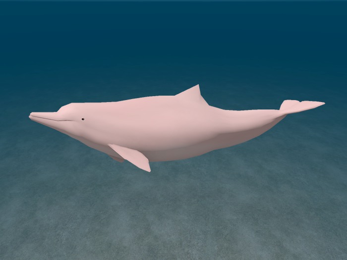 Humpback Dolphin WANDERER