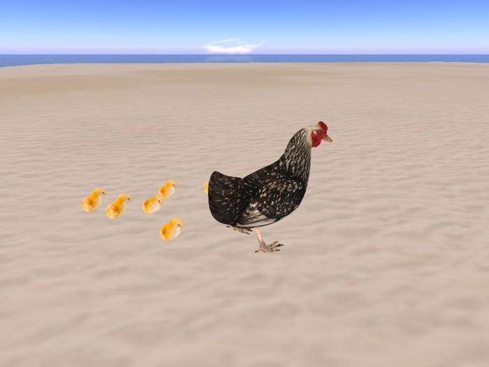 Tusk walking chicken with baby chicks