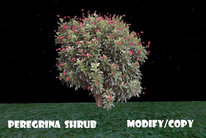 Peregrina Shrub