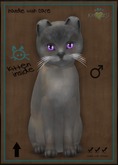 KittyCatS Box - Tonkinese - Blue Mink Tortie