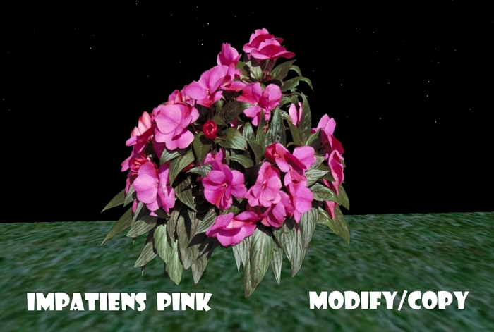 Impatiens Pink