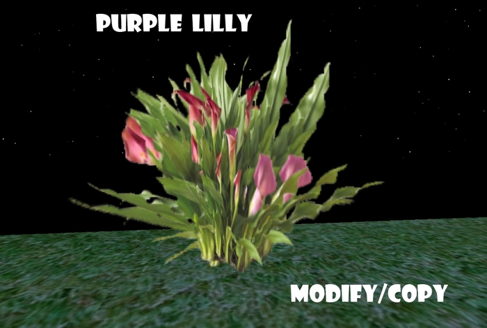 Purple Lilly