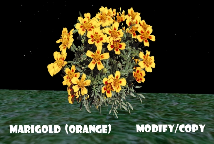 Marigold (Orange)