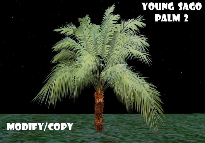 Young Sago Palm 2