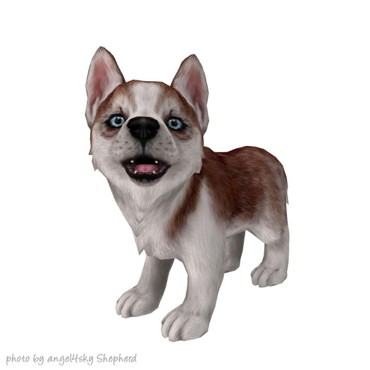 JIAN Holiday Huskies 4. Wander Pup Brown