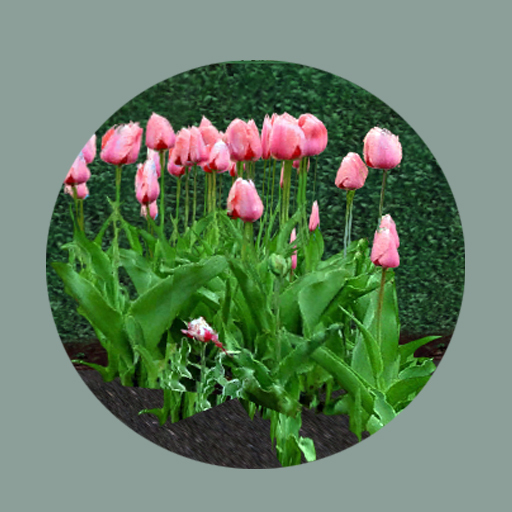 Pink Tulip flowers