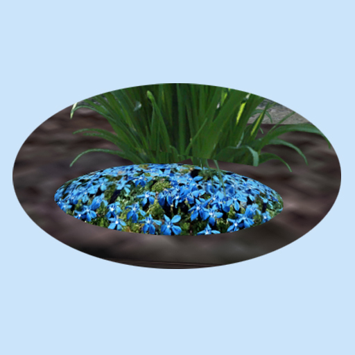 Hodgie's Blue Groundcover Flowers