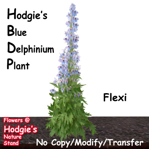Hodgie's Plants & Flowers  --  Blue Delphinium Flexi Plant